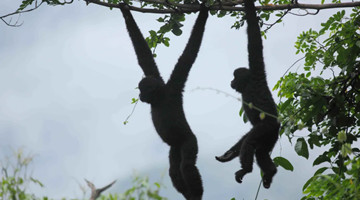 COP15: Jingdong, home to black crested gibbons