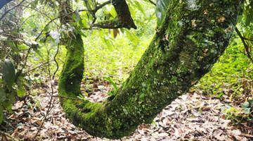 COP15: Mucuna sempervirens, ‘pythons’ in tropical forest
