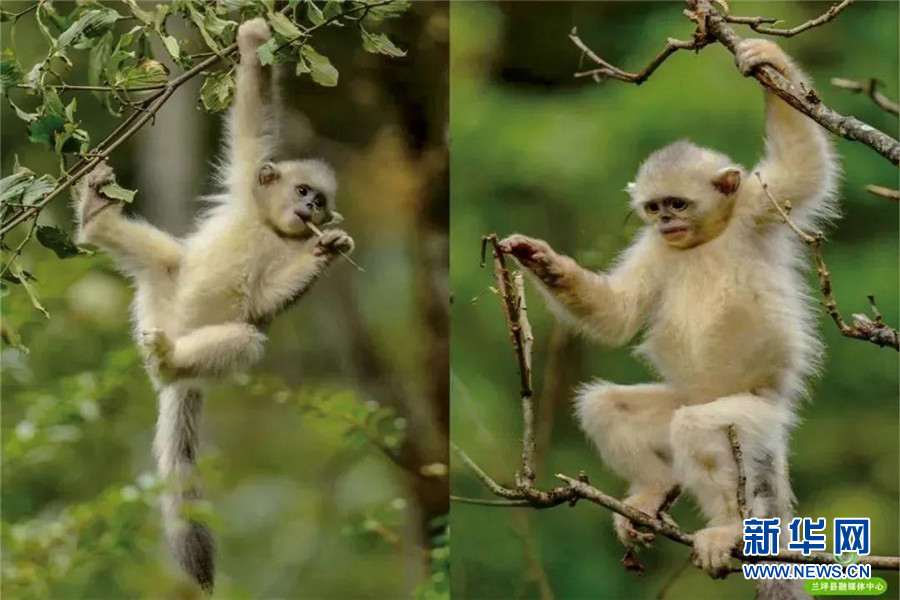 200 yunnan snub-nosed monkeys spotted migrating in lanping -