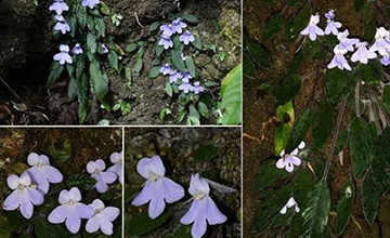 COP15: Critically endangered plants found in Mengzi