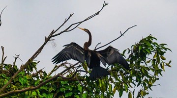 COP15: Oriental darters appear in Ruili after 80 years