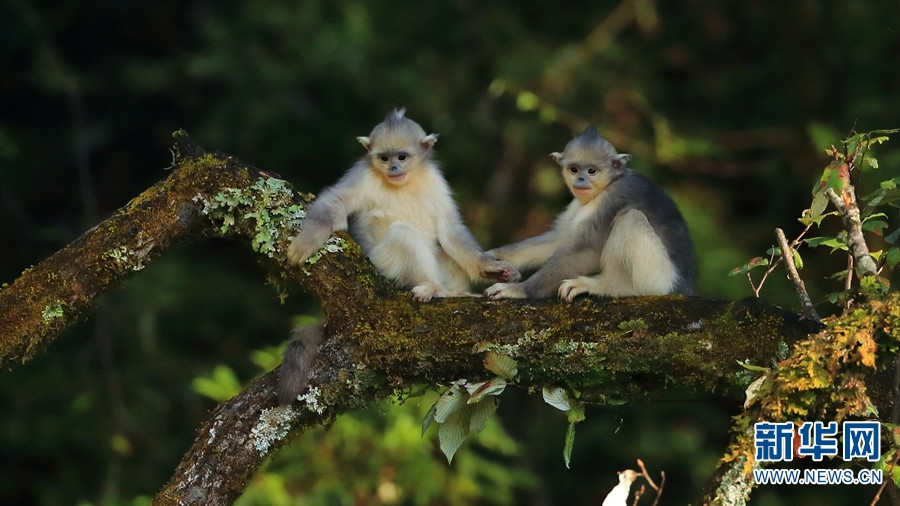 baby snub-nosed monkeys playful in mt. baima