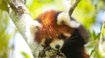 Red panda born, bred in Taiyanghe park