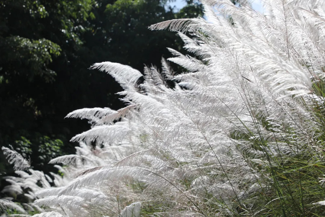 reed flowers bloom in jingdong