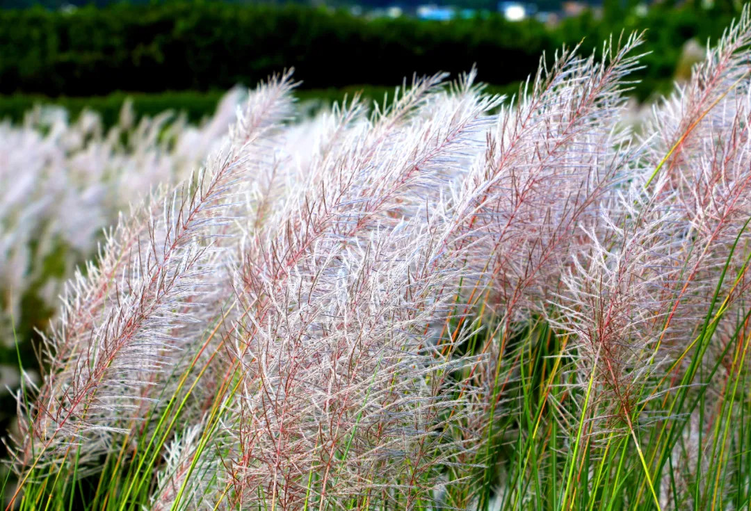 reed flowers bloom in jingdong