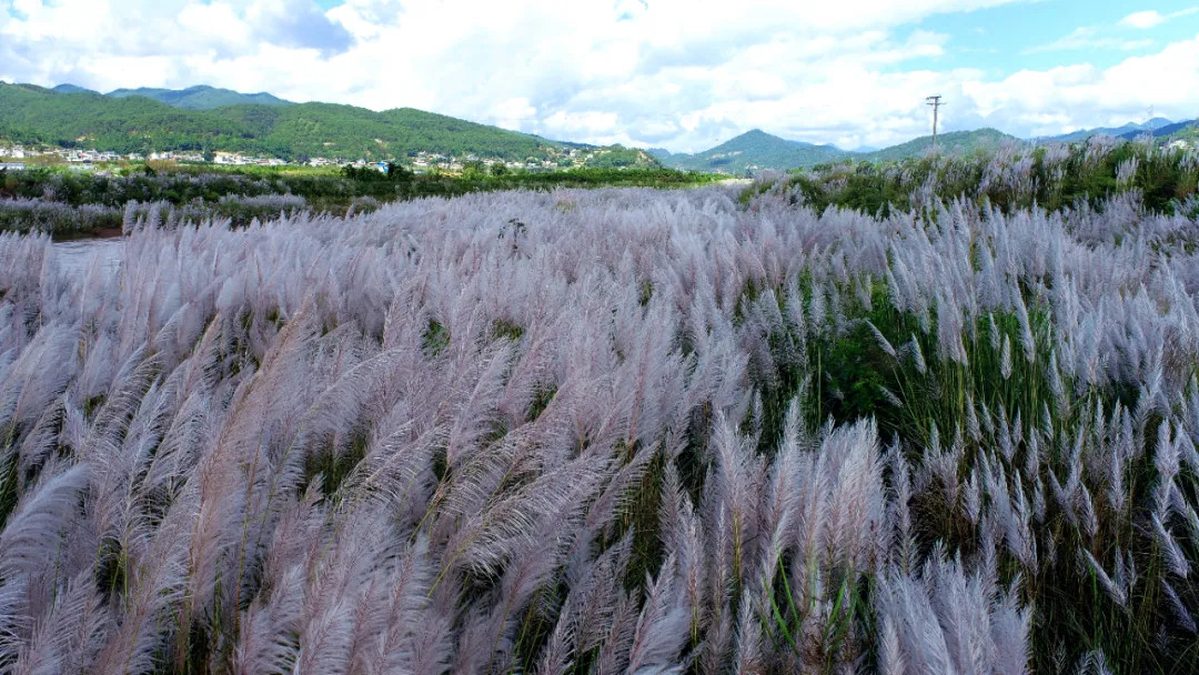 reed flowers bloom in jingdong
