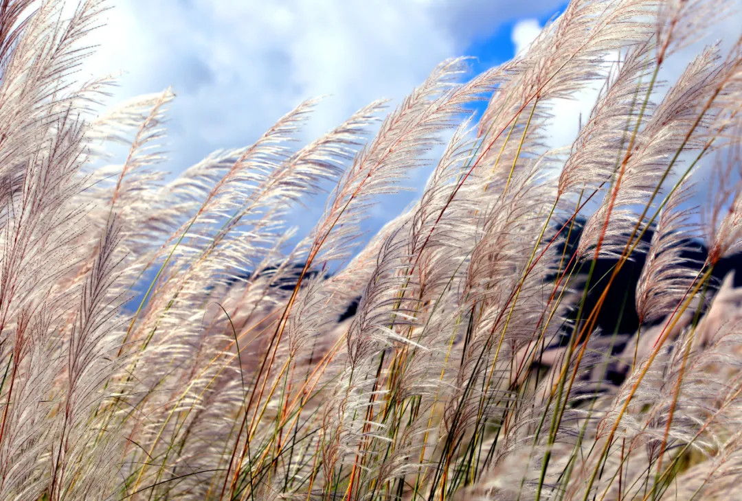 reed flowers bloom in jingdong