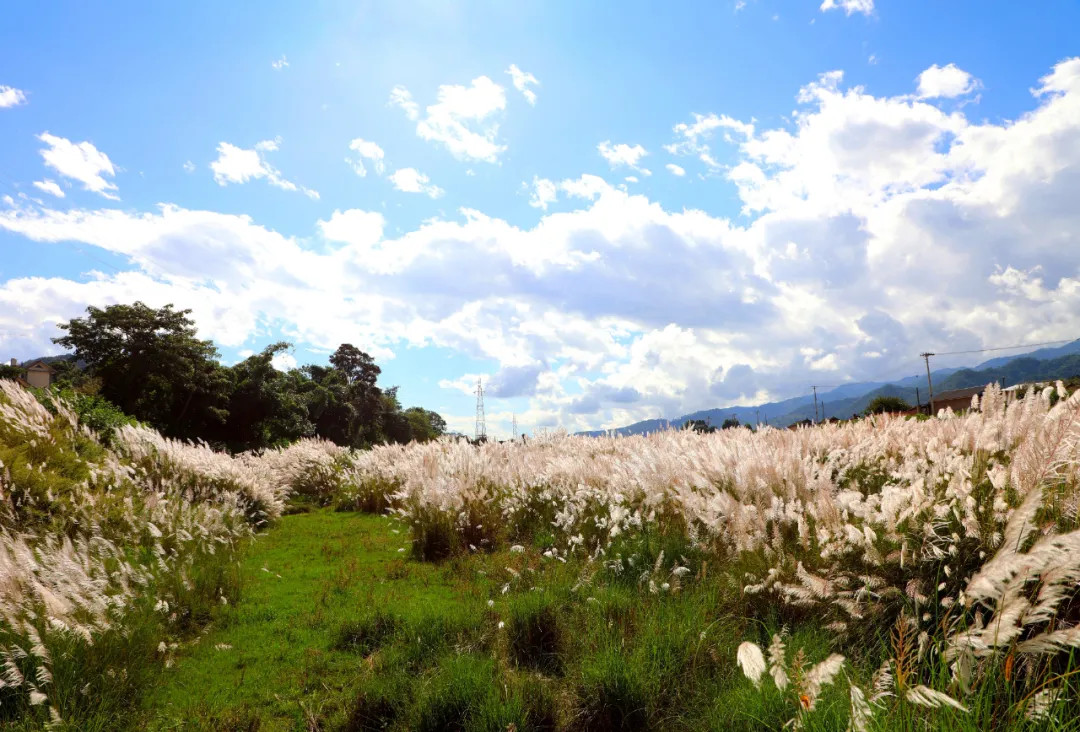 reed flowers bloom in jingdong