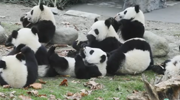 Pandas running to yummy milk