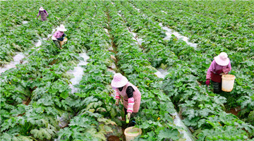 Baby marrows sell well in Mile, Yunnan
