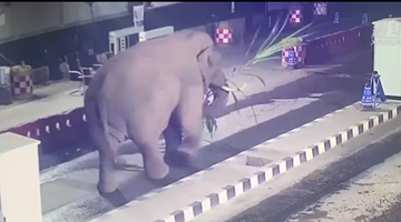 Wild elephant carries sugarcanes through Pu’er border gate 
