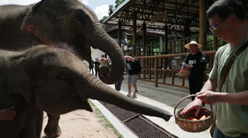 Lao people take China-Laos Railway to visit elephant protection center in Kunming