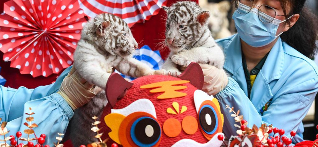 White tiger cubs make debut in Guangzhou