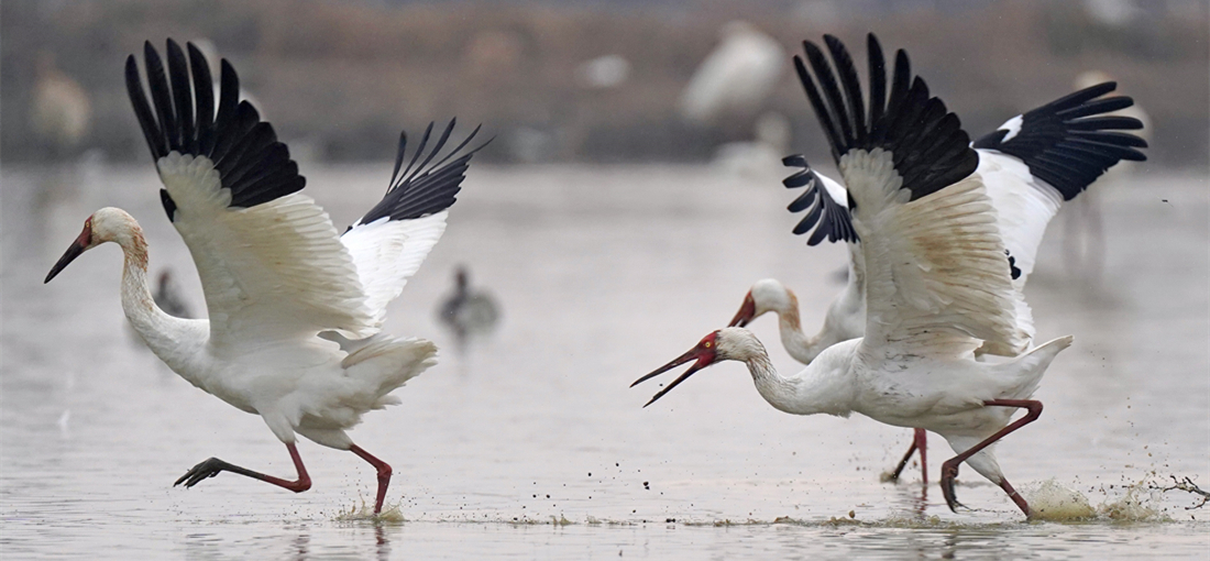 From Russia to China, a thousands-mile journey of Siberian cranes