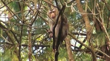 Pig-tailed macaque spotted in Ning’er