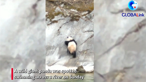Wild giant panda swims across river in China's Shaanxi
