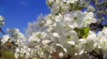 Pear flowers bloom in Southwest China's Yunnan