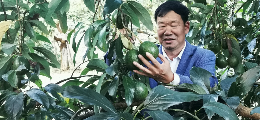 Yunnan avocados win fame nationwide