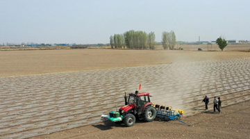 80% of Xinjiang cotton harvested by machine 