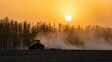 Cotton farming in full swing in China's Xinjiang