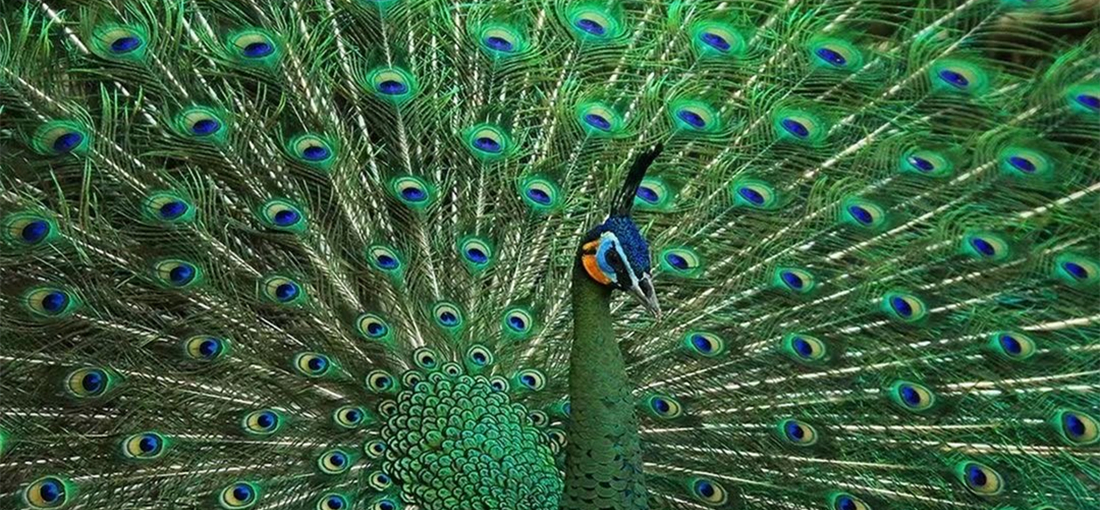 Green peafowls protected in Chuxiong