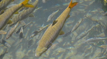 Wild ray-finned fish found in Dali