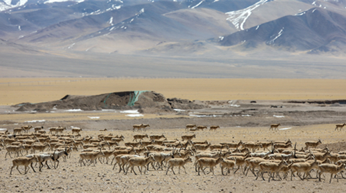 Tibetan antelopes start annual migration to give birth