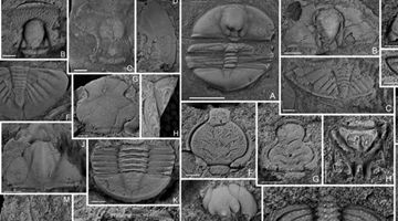 New trilobite association over 400 mln years ago found in Yunnan