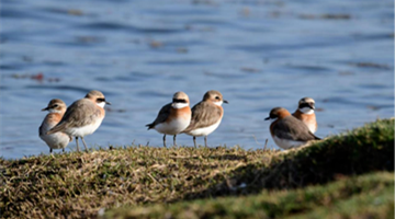 Sand plovers sighted in Lashihai wetland