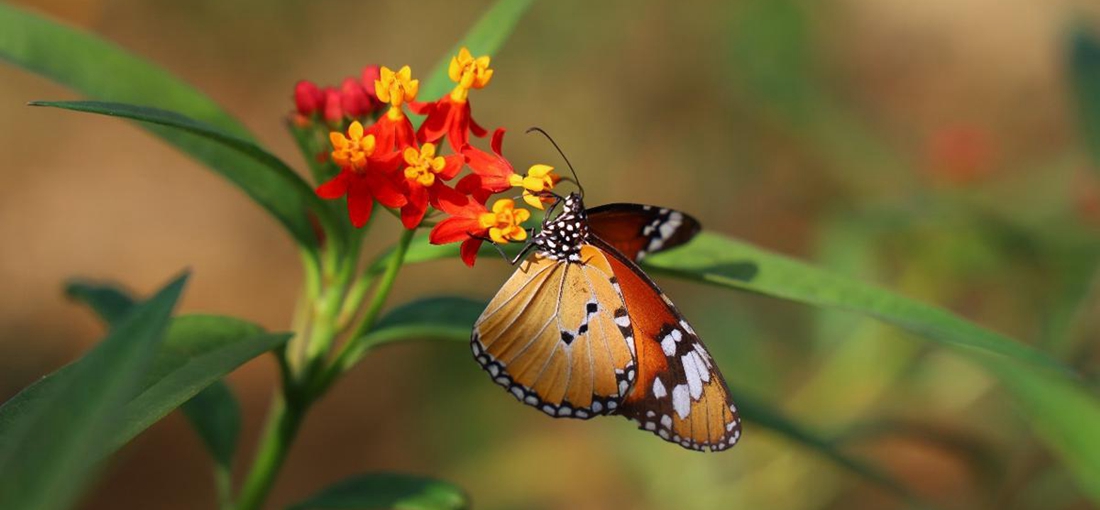 Butterflies will flutter by soon in Yunnan