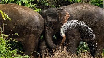 Wild elephants' epic journey in China 